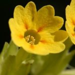 Primula veris