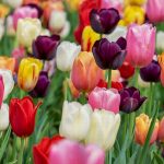 tulipán