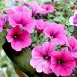 Petunia x hybrida