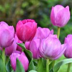tulipán